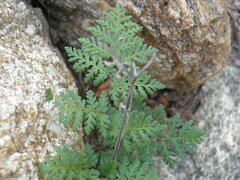 Myriopteris peninsularis