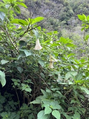 Brugmansia