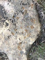 Xanthocarpia feracissima
