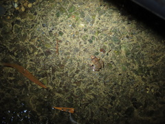 Limnonectes fujianensis