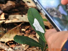 Acropteris ciniferaria