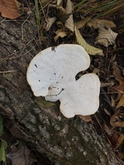 Trametes aesculi