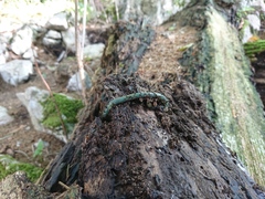 Aporrectodea smaragdina