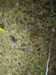 Limnonectes fujianensis