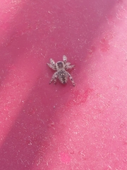 Phidippus otiosus