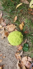Maclura pomifera