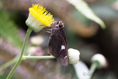 Notocrypta curvifascia