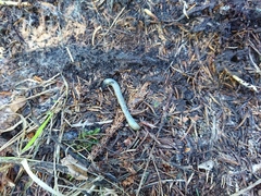 Aporrectodea smaragdina