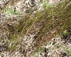 Indigofera verrucosa