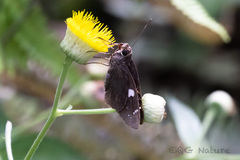 Notocrypta curvifascia