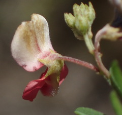 Indigofera verrucosa