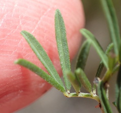 Indigofera verrucosa