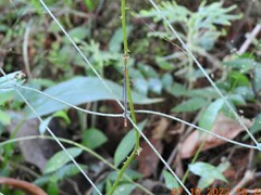 Zanthoxylum asiaticum