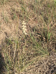 Bouteloua rigidiseta