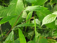 Ceriagrion olivaceum