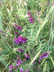 Vicia eriocarpa