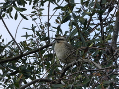 Mimus thenca