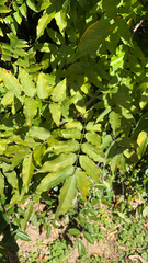 Wisteria sinensis