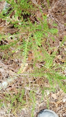 Calluna vulgaris