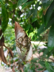 Pandercetes