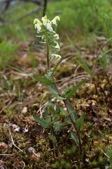 Pedicularis lapponica