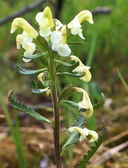 Pedicularis lapponica
