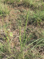 Eriochloa sericea