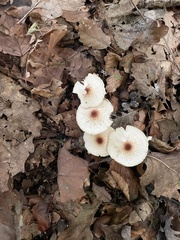 Lepiota cristata