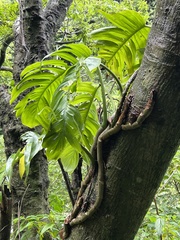 Epipremnum pinnatum