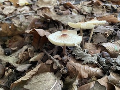Lepiota cristata