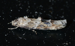 Mompha stellella