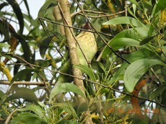 Psilopogon viridis