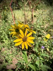 Helianthus angustifolius