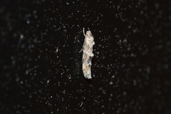 Mompha stellella