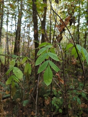 Sambucus racemosa