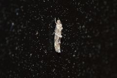 Mompha stellella