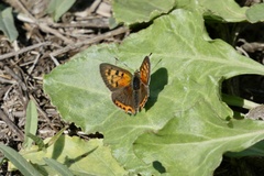 Lycaena phlaeas