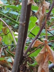 Sambucus racemosa