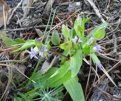 Gentianella amarella