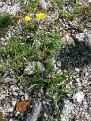 Ranunculus flammula