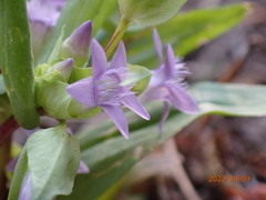 Gentianella amarella