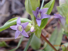 Gentianella amarella