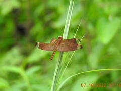 Neurothemis fulvia