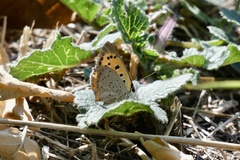Lycaena phlaeas