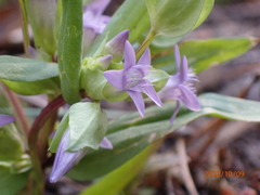 Gentianella amarella