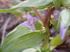 Gentianella amarella
