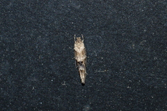 Mompha stellella
