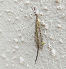 Brachynemurus versutus