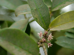 Chionanthus mala-elengi