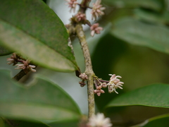 Chionanthus mala-elengi